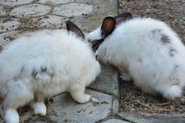 Beyaz tavşanlar ot yiyor..