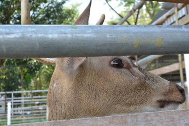 Hayvanat bahçesinde bir keçi portresi