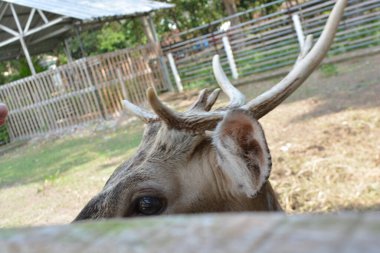 Kahverengi bir geyiğin yakın çekimi.