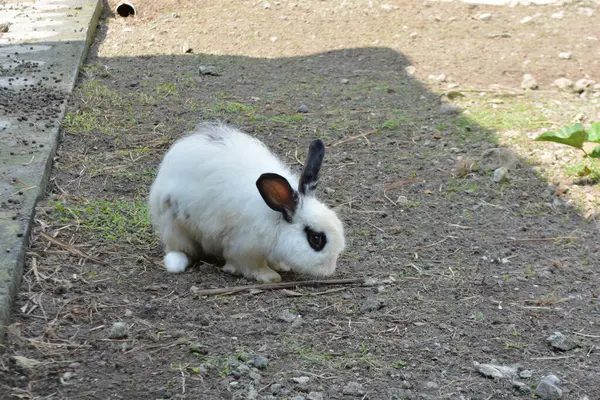Bahçedeki beyaz tavşan