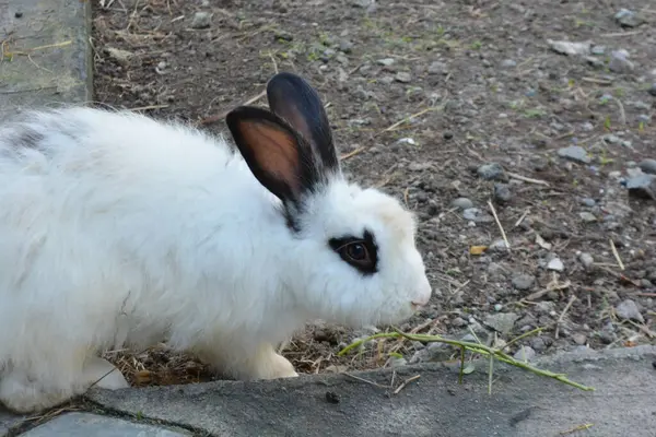 Yeşil çimlerin üzerinde küçük şirin bir tavşan. Bahçenin doğal arka planında genç bahar tavşanı bahçede tavşancılık oynuyor. Parkta sevgi dolu bir hayvan