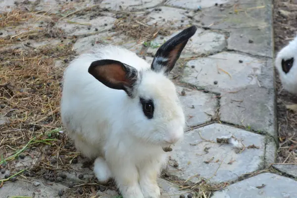 İki beyaz tavşan yeşil bir çimenlikte oturuyor.