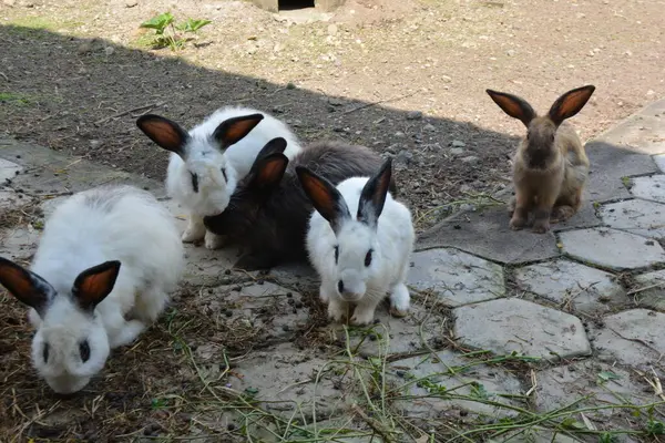 Çiftlikteki küçük tavşanlar