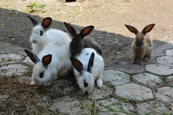 Tavşan Hayvanat Bahçesi