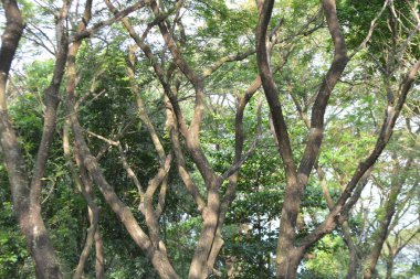 Ormandaki ağaç dalları, bitki örtüsü ve doğa