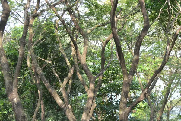 Ormandaki ağaç dalları, bitki örtüsü ve doğa