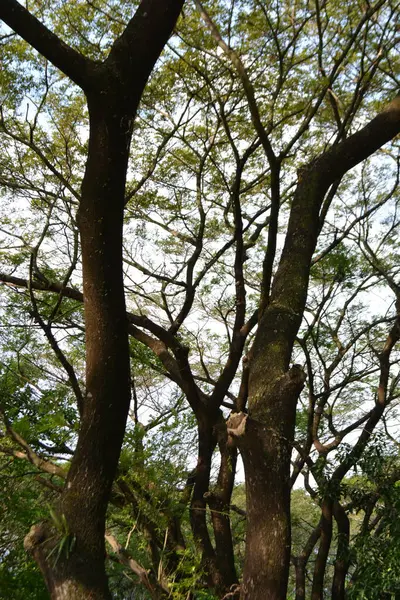 Doğada, bitki örtüsünde ve çevrede ağaç dalları