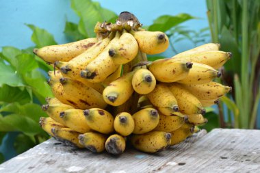 muz muz ağacı üzerinde