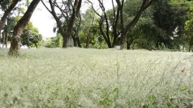 Ormanda yeşil çimenler