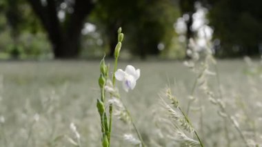 Bahçede çiçek açıyor..