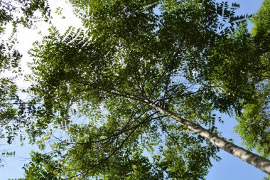 Mavi gökyüzüne karşı yeşil huş ağaçları