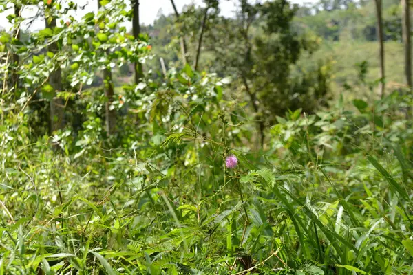 Bahçede yeşil yapraklar