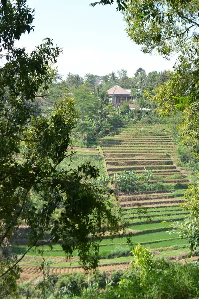 Dağları ve ağaçları olan güzel bir manzara.