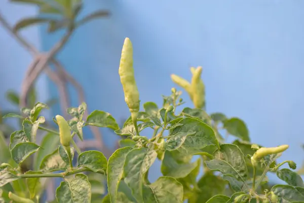 Bahçede yeşil biber