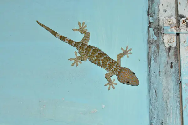 Evin eski penceresinde bir kertenkele var.