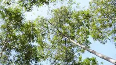 Parktaki yeşil orman