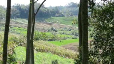 Kırsalda pirinç tarlası