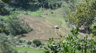 Dağlarda yeşil çay tarlası