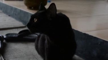 Beyaz arka planı olan siyah bir kedi.