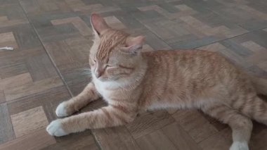 Kırmızı kedi yerde.