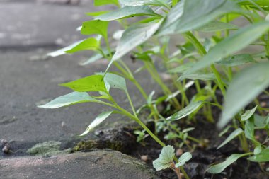 Bahçedeki yeşil bitki
