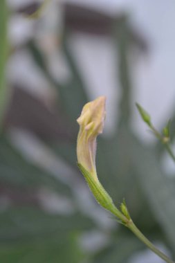 Güzel botanik fotoğrafı, doğal duvar kağıdı.