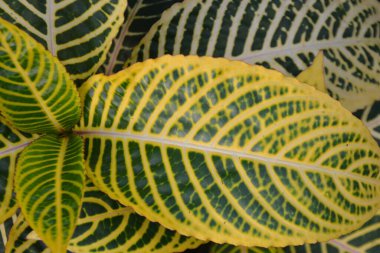 sarı yeşil yaprak dokusu