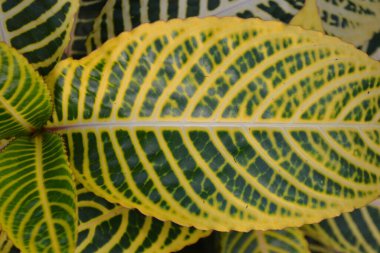 Bitkinin sarı yaprağı, arka plan.