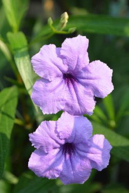 Bahçedeki güzel mor çiçek