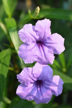 Bahçedeki güzel pembe çiçek