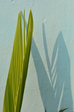 Arka planda bir palmiye yaprağı