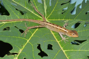 Kertenkelenin doğal ortamında yakınlaşması, yabanilik kavramı