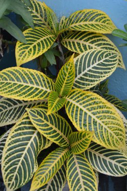 yeşil yapraklar, bitkiler ve yapraklar