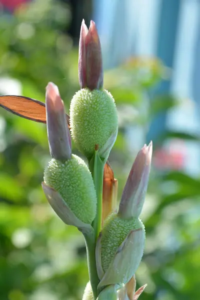 bahçede yetişen çiçeklerin yakın çekim