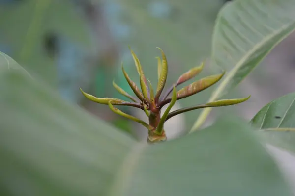 Yeşil yaprakları kapat