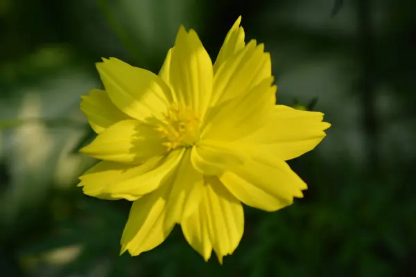 Bahçedeki güzel sarı çiçek