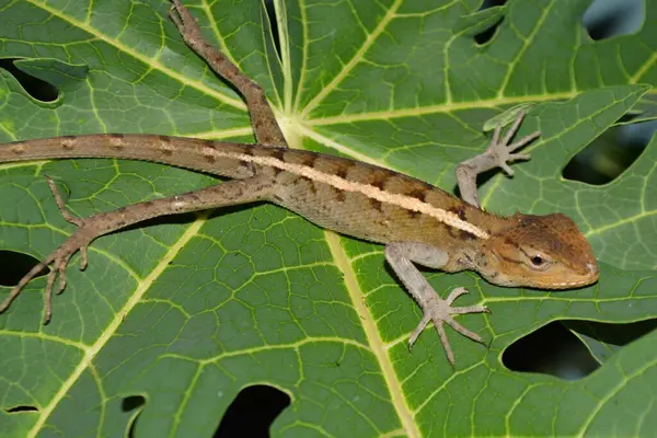 Yeşil bir kertenkelenin vahşi doğadaki yakın çekimi.