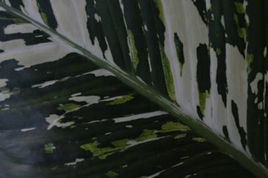 soyut yeşil arkaplan, kopyalama alanı