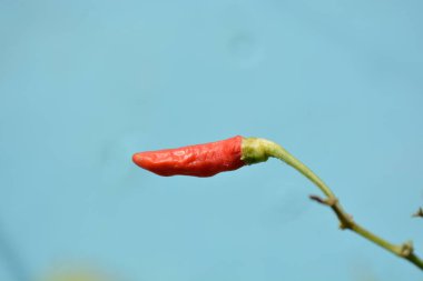 Bahçede kırmızı biber, doğa.