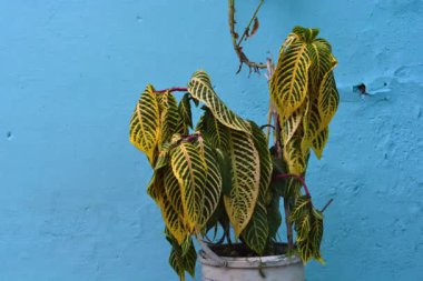 Saksıdaki yeşil bitkinin dikey görüntüsü.