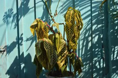 Saksıda yeşil bitki