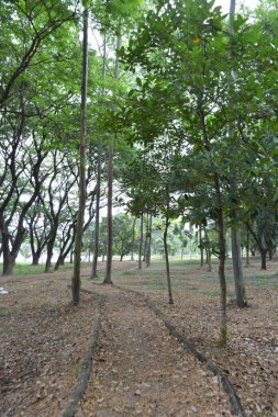 Parktaki yeşil ağaçlar