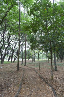 Sabah yeşil orman ve ağaçlar.