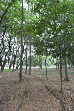 Parkta yeşil çimenler