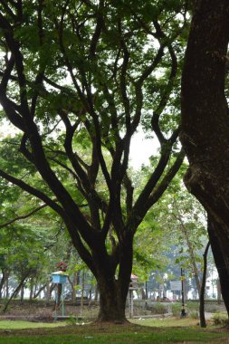 Parkın güzel manzarası