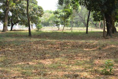 Parkta yeşil çimenler