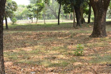 Bahçedeki ağaçlar