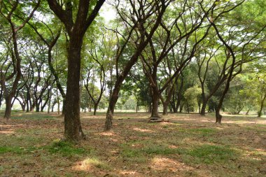 Parkta yeşil çimenler