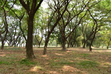 ormanda ağaçların güzel manzara