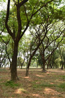 Parkın güzel manzarası